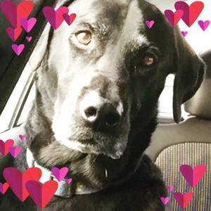 Meet your Posher, Sue